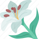 lilies, flower, blossom, flora, decoration
