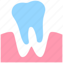 dental, dentist, stomatology, teeth, tooth