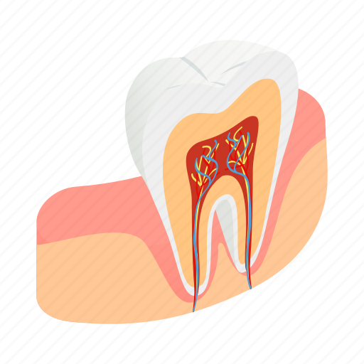 Clean, dental, dentist, gum, isometric, medical, tooth icon - Download on Iconfinder