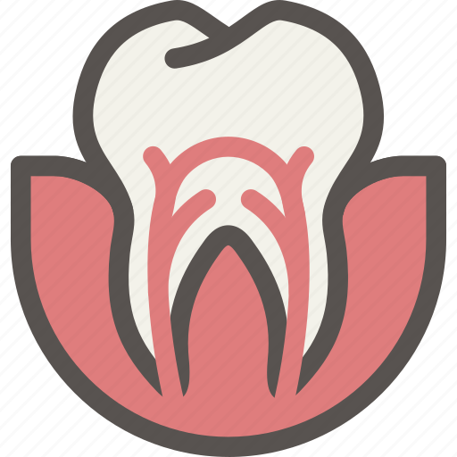 Canal, dental, dentist, health, root, surgery, tooth icon - Download on Iconfinder