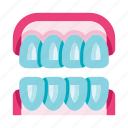 teeth, jaw, tooth, gums