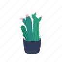 cactus, pot, potted, decorative, plant