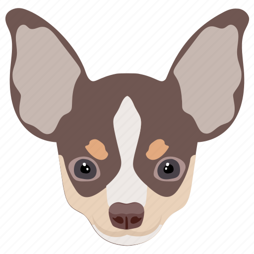 Chihuahua, companion dog, dog, domestic animal, smallest dog icon - Download on Iconfinder