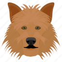 animal, dog, dog breed, sheltie, shetland sheepdog