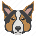 chihuahua, companion dog, dog, domestic animal, smallest dog
