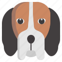beagle, breed, pets, animal, kingdom, dog, mammal