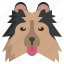 shetland, sheepdog, dog, nose, mammal, animals, pets 