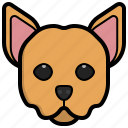 chihuahua, dog, nose, animals, mammals, puppy