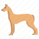 pharaoh, hound