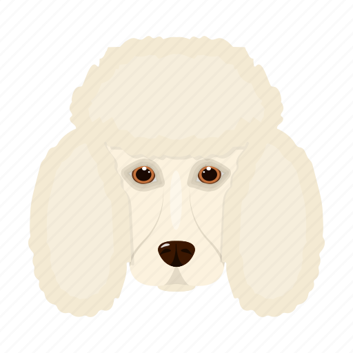 Animal, breed, dog, domestic, muzzle, pet, poodle icon - Download on Iconfinder