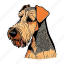 dog, pet, puppy, breed, animal, airedale terrier, terrier 