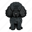 dog, pet, animal, puppy, poodle, curly, breed 