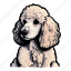 dog, pet, animal, puppy, breed, poodle, curly 