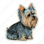 dog, pet, puppy, breed, animal, yorkshire terrier, yorkshire 