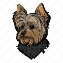 dog, pet, animal, puppy, breed, yorkshire terrier, yorkshire