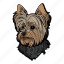 dog, pet, animal, puppy, breed, yorkshire terrier, yorkshire 