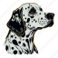 dalmatian, dog, animal, puppy, breed, pet, canine 