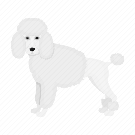 Animal, breed, dog, domestic, mammal, pet, poodle icon - Download on Iconfinder