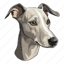 dog, pet, puppy, animal, breed, italian greyhound, greyhound