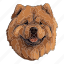 dog, pet, puppy, animal, breed, chow chow, canine 