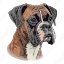dog, pet, puppy, animal, breed, canine, boxer 