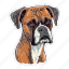 dog, pet, puppy, animal, breed, boxer, canine 