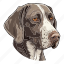 dog, pet, puppy, animal, breed, shorthaired pointer, pointer 