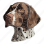 dog, pet, puppy, animal, breed, shorthaired pointer, pointer 