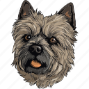 cairn terrier, dog, pet, puppy, animal, breed, canine