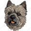 cairn terrier, dog, pet, puppy, animal, breed, canine 