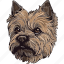 cairn terrier, dog, pet, puppy, animal, breed, canine 