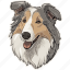 dog, pet, puppy, animal, breed, canine, collie dog 