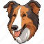 collie dog, dog, pet, puppy, animal, breed, canine 