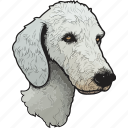 bedlington terrier, dog, pet, puppy, animal, breed, canine