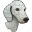 bedlington terrier, dog, pet, puppy, animal, breed, canine 