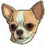 dog, pet, puppy, animal, breed, canine, chihuahua 
