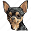 chihuahua, dog, pet, puppy, animal, breed, canine 