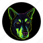 neon, pet, dog, funny, funky, party, colourful dog 