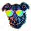 dog, puppy, disco, colourful, motley, neon, sunglasses 