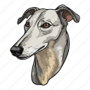 breed, dog, puppy, greyhound, animal, pet, avatar