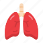 pulmonology, human lungs, respiratory system, breathing organ, pulmonary organs 