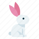 bunny, easter, rabbit