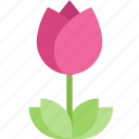 agriculture, ecology, floral, flower, tulip