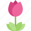 agriculture, ecology, floral, flower, tulip 