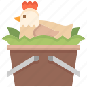 hen, poultry, chicken, animal, farm, basket