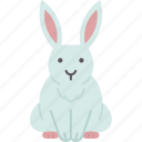 bunny, rabbit, pet, easter, cute