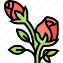 rose, flower, blossom, aroma, plant