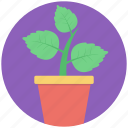 greenery, indoor plant, plant, plantation, potted plant
