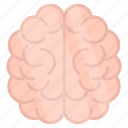 brain, mind, cerebrum, human organ, intelligence
