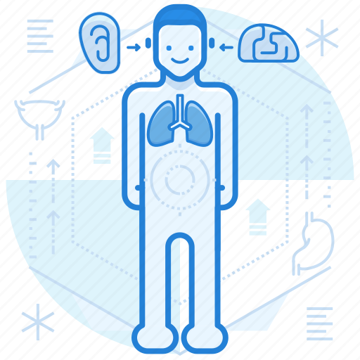 Anatomy, body, education, human icon - Download on Iconfinder